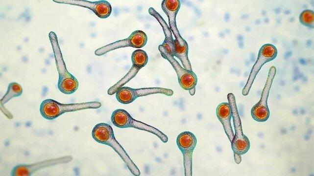 Clostridium tetani bacterium, 3D animation showing rod-shaped anaerobic cell with terminal spherical endospore giving drumstick appearance.