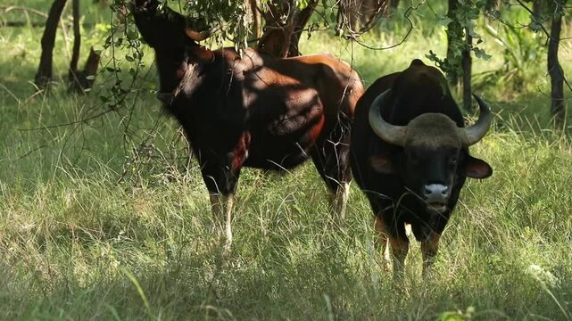 Indian Gaur or Bison