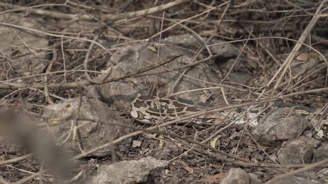 Rock Python