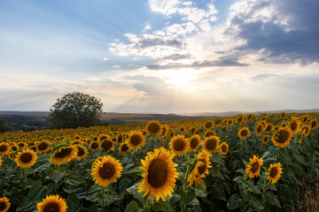 Fototapeta premium A sunflower field in the countryside at sunset
