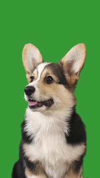 puppy on green screen