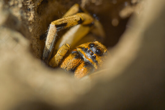 Macro portrait of a hairy wolf spider hiding deep inside its underground burrow