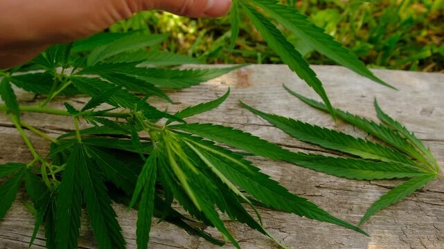Cannabis supplements and homeopathy. Selective focus.