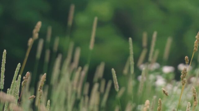 Close-up of Grass with Forest Background