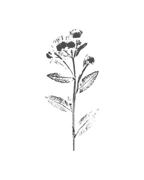 Botanical wildflower nature print, rustic meadow flower ink stamp branch for cosmetic packaging design, monochrome black and white palette, isolated vector ecoprint art