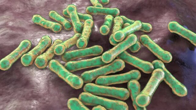 Corynebacterium diphtheriae, 3D animation showing club shaped bacteria with thickened ends in characteristic angular palisade arrangements.