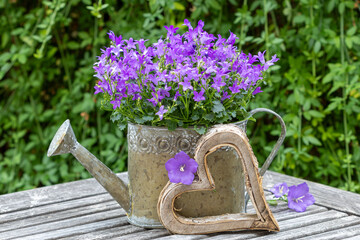 Dalmatiner Polster-Glockenblume (Campanula portenschlagiana) in dekorativer Gießkanne im Sommergarten © Natalia Greeske