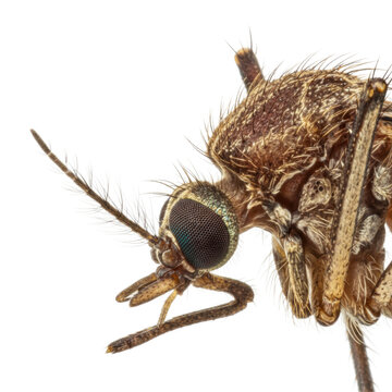 Macro close up of a robber fly insect head and eyes on white background