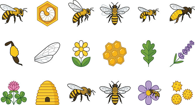 Detailed honey bee insect icon set featuring life stages, anatomy, hive products, and favorite nectar flowers