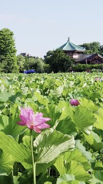 東京・上野公園 不忍池に咲く蓮と辨天堂の夏風景