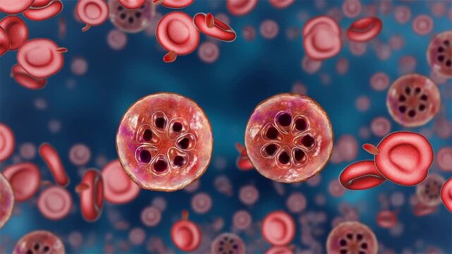 Plasmodium malariae schizont, 3D animation showing segmented intraerythrocytic stage with multiple merozoites arranged around central pigment within an infected red blood cell.