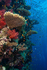 The Red Sea's magnificent coral reefs and colorful walls. Corals and fish. Colorful coral reefs and schools of fish. Schools of colorful tropical fish on a beautiful tropical coral reef. This image sh © osman