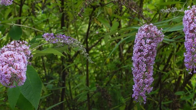 Blooming butterfly bush with purple flowers gently swaying in the summer breeze