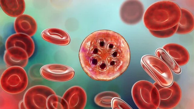Plasmodium malariae schizont, 3D animation showing segmented intraerythrocytic stage with multiple merozoites arranged around central pigment within an infected red blood cell.