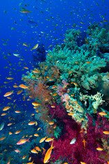 The Red Sea's magnificent coral reefs and colorful walls. Corals and fish. Colorful coral reefs and schools of fish. Schools of colorful tropical fish on a beautiful tropical coral reef. This image sh © osman