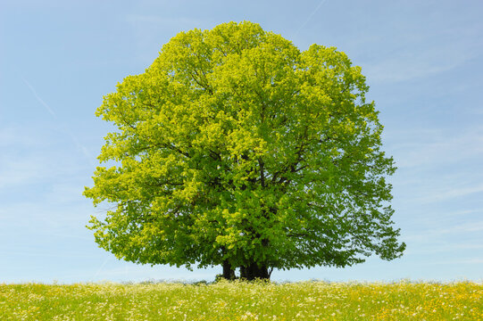  Eine pr&auml;chtige Buche steht als Einzelbaum auf einem H&uuml;gel