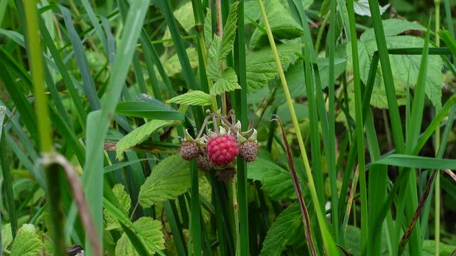 Close-up of a hand picking ripe wild raspberries from a branch among lush green leaves
