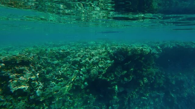 Group of Full Beak or Red Sea Houndfish, Tylosurus choram hunts on the Red Sea Hardhead Silverside, Atherinomorus forskalii against the reef crest