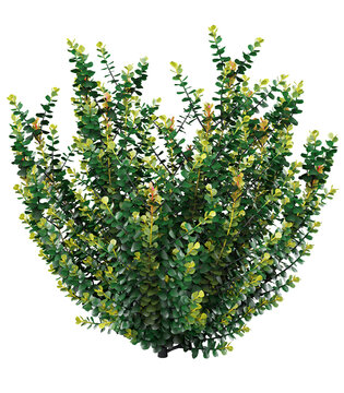 Variegated Cocoplum Isolated PNG, Tropical Evergreen Shrub, Transparent Background