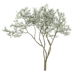 Obraz premium White Fringe Tree Isolated PNG, Flowering Ornamental Tree, Transparent Background
