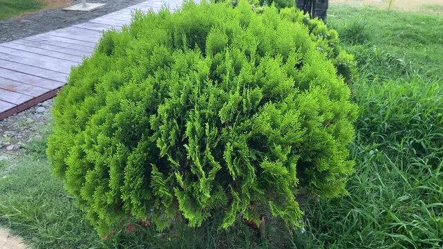 Bright green ornamental conifer shrub growing beside a wooden garden walkway in a landscaped park during daylight