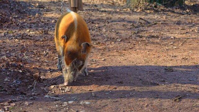 Red river hog, Potamochoerus porcus, also known as the bush pig. This pig has an acute sense of smell to locate food underground.