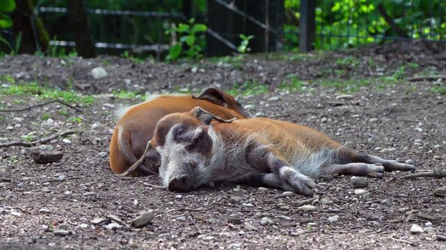 Red river hog, Potamochoerus porcus, also known as the bush pig. This pig has an acute sense of smell to locate food underground.