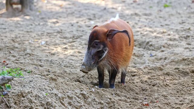 Red river hog, Potamochoerus porcus, also known as the bush pig. This pig has an acute sense of smell to locate food underground.