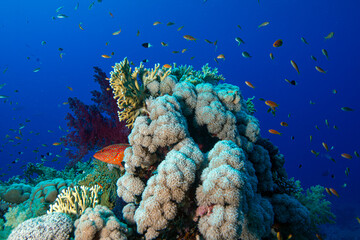 The Red Sea's magnificent coral reefs and colorful walls. Corals and fish. Colorful coral reefs and schools of fish. Schools of colorful tropical fish on a beautiful tropical coral reef. This image sh © osman