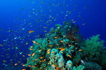 The Red Sea's magnificent coral reefs and colorful walls. Corals and fish. Colorful coral reefs and schools of fish. Schools of colorful tropical fish on a beautiful tropical coral reef. This image sh © osman