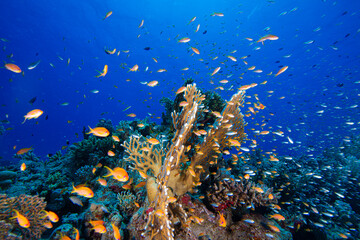 The Red Sea's magnificent coral reefs and colorful walls. Corals and fish. Colorful coral reefs and schools of fish. Schools of colorful tropical fish on a beautiful tropical coral reef. This image sh © osman