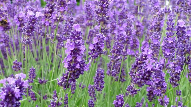 Vibrant purple lavender flowers blooming in a lush field during summer