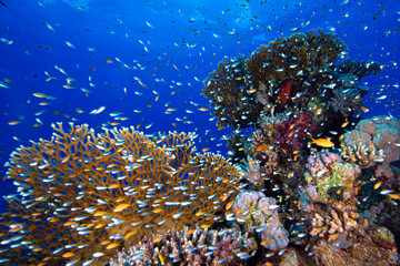 The Red Sea's magnificent coral reefs and colorful walls. Corals and fish. Colorful coral reefs and schools of fish. Schools of colorful tropical fish on a beautiful tropical coral reef. This image sh © osman
