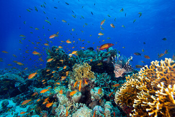 The Red Sea's magnificent coral reefs and colorful walls. Corals and fish. Colorful coral reefs and schools of fish. Schools of colorful tropical fish on a beautiful tropical coral reef. This image sh © osman