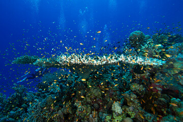The Red Sea's magnificent coral reefs and colorful walls. Corals and fish. Colorful coral reefs and schools of fish. Schools of colorful tropical fish on a beautiful tropical coral reef. This image sh © osman