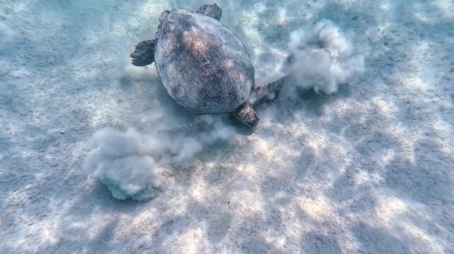 Large green sea turtle moves its flippers on sandy seabed, stirring up clouds of sand while clearing seagrass and algae to feed. Underwater action camera shot captures detailed grazing behavior