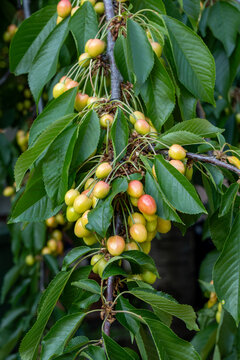 Ripening sweet cherries hanging on tree branch