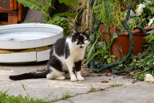 Black and white cat sitting in garden courtyard