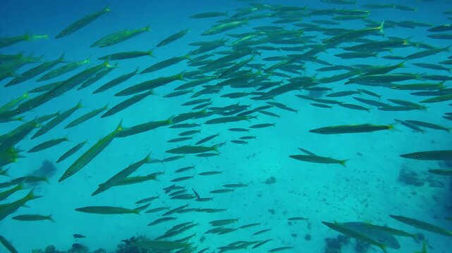 A school of Yellowtail Barracuda, Sphyraena flavicauda, swimming in the blue water over the sandy bottom. Top view of a group of barracudas swimming over the seabed.