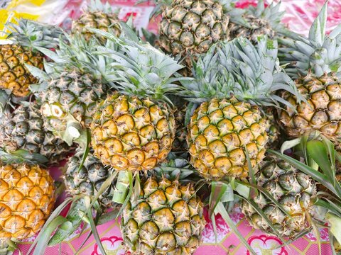 The pineapple tree is bearing fruit.