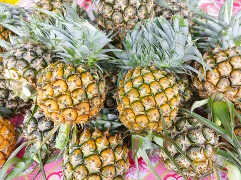 The pineapple tree is bearing fruit.