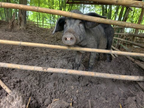 Sows are reared in the ground pen.