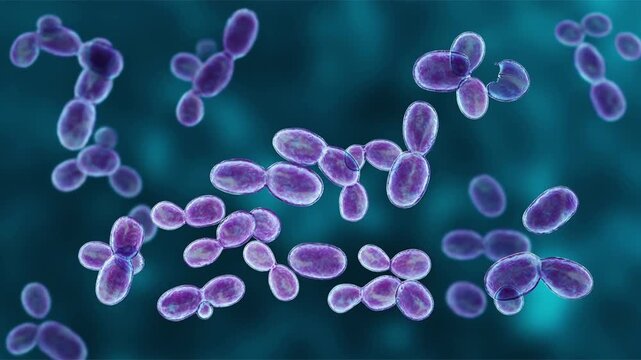 Rhodotorula yeast cells, 3D animation showing oval budding yeast cells with smooth surface and characteristic pink carotenoid pigmentation.