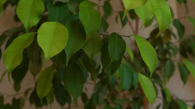 green leaves of the Ficus Benjamin plant background
