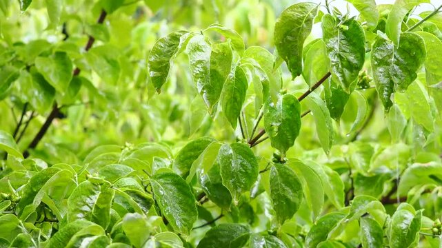 雨の風景。樹木の葉っぱが濡れている様子。水滴。雨粒。風に揺れる枝。（音声無し）