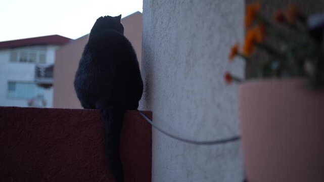 Black cat on a terrace in the evening