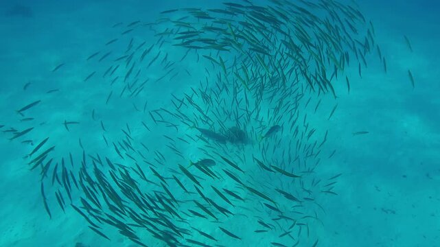 Top view of a school of young Yellowtail Barracudas forming a bait ball swimming over a sandy seabed being attacked by a group of Yellowspotted Trevally splitting the pack.