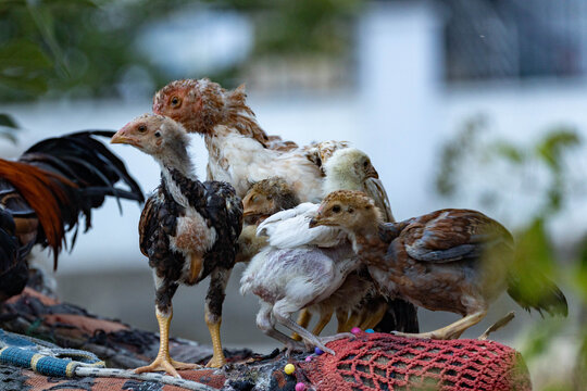Turkish Hint gamefowl chicken family with young chicks on outdoor backyard farm. Rare domestic poultry breed also known as Turkish Asil or Aseel bird group with small chick bunch, closeup view.