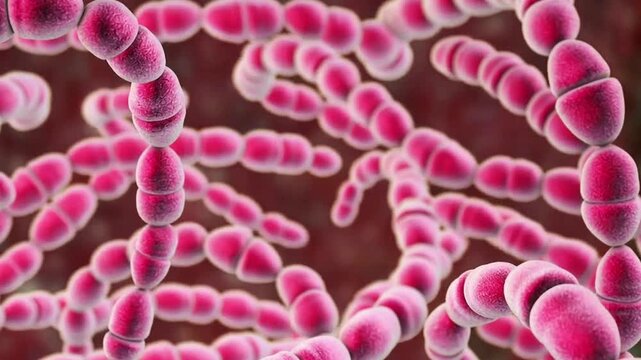 Streptococcus thermophilus, 3D animation showing Gram-positive lactic acid bacteria arranged in stable unbranched chains of spherical to slightly ovoid cocci.
