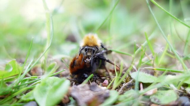 Close-up of two bumblebees interacting on the ground in natural habitat